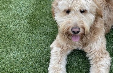 Artificial Turf Projects