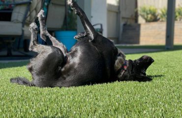 Artificial Turf Projects