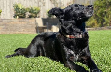 Artificial Turf Projects