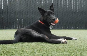 Artificial Turf Projects