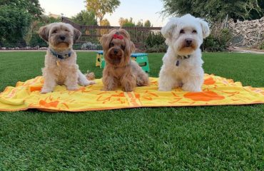 Artificial Turf Projects