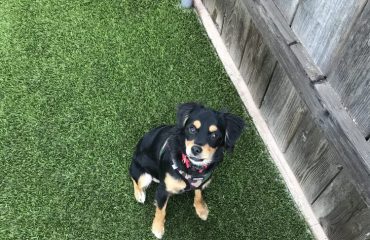 Artificial Turf Projects