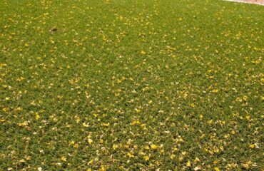 Artificial Turf Projects