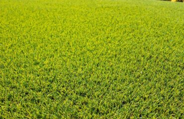 Artificial Turf Projects